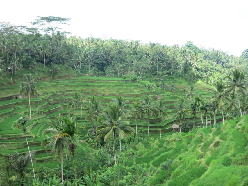 Yoga & Culture in Bali