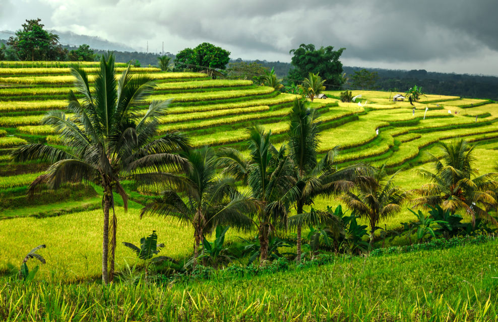 Yoga, Culture & Balinese New Year
