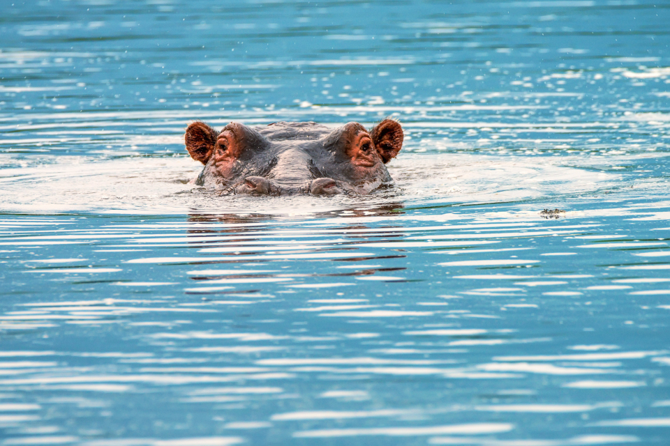 Tanzania, Africa, Africa