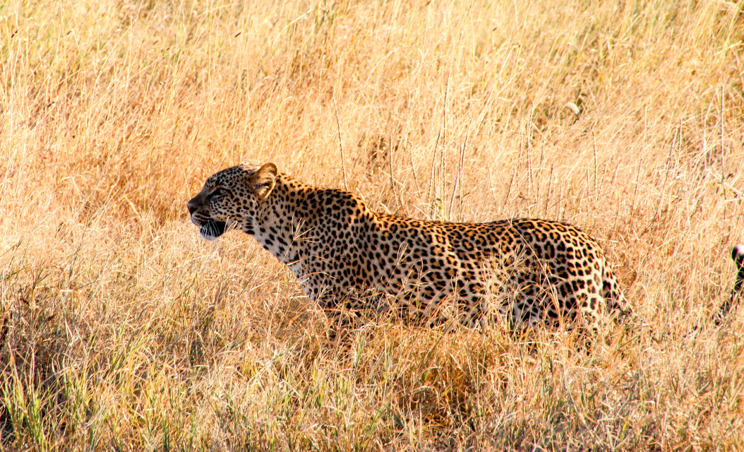 Tanzania, Africa, Africa