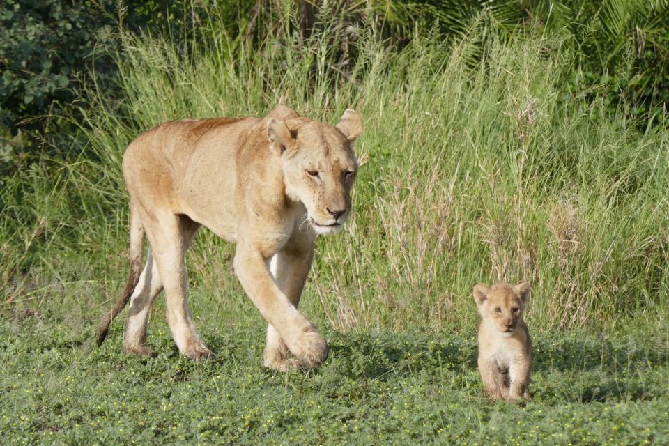 Yoga on Safari in Spectacular Tanzania - Waitlist only!