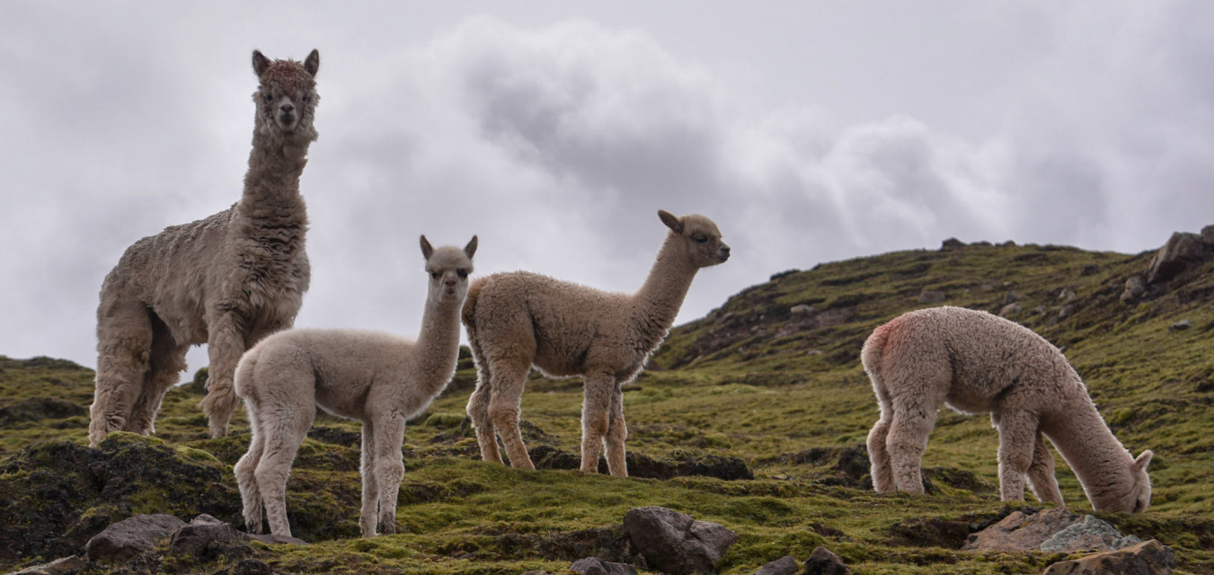 Find Yourself in the Lost City of Peru, Machu Picchu