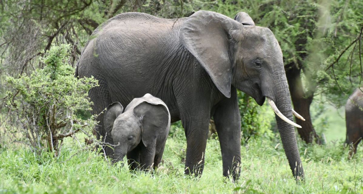 Roam & Rest in Tanzania