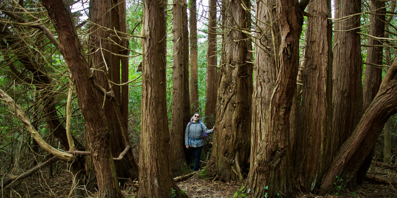 Retreat to The Emerald Isle: Yoga in Ireland