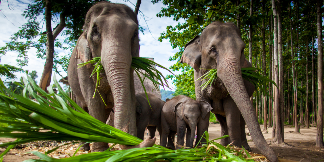 Rooted in Wonder: Thailand Yoga Retreat