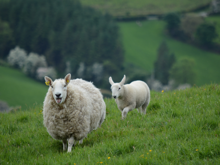 Ireland: Om & Connection on the Emerald Isle