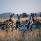 Wild Grace: A Yoga Safari Journey Through Tanzania