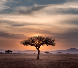 Beneath African Skies: Yoga Retreat in Tanzania