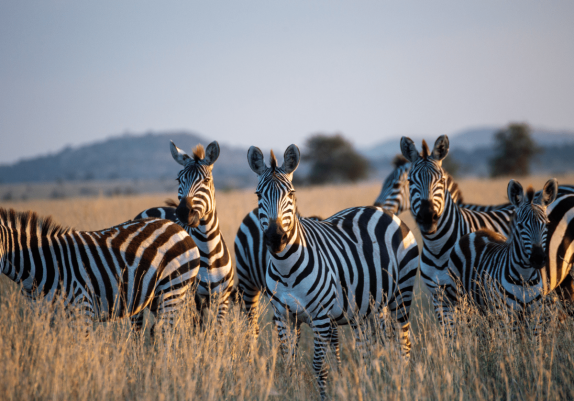 Wild Grace: A Yoga Safari Journey Through Tanzania